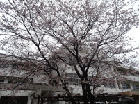 DSC09385